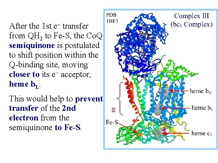 After the 1 st e- transfer from QH 2 to Fe-S, the Co. Q