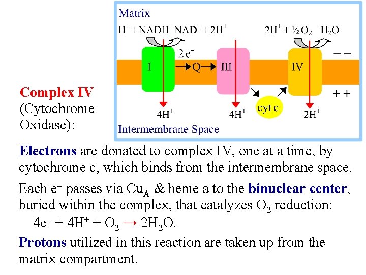 Complex IV (Cytochrome Oxidase): Electrons are donated to complex IV, one at a time,