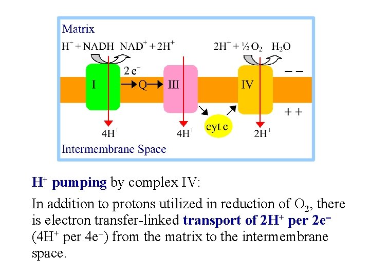 H+ pumping by complex IV: In addition to protons utilized in reduction of O
