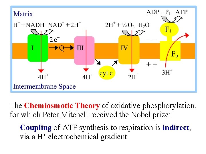 The Chemiosmotic Theory of oxidative phosphorylation, for which Peter Mitchell received the Nobel prize: