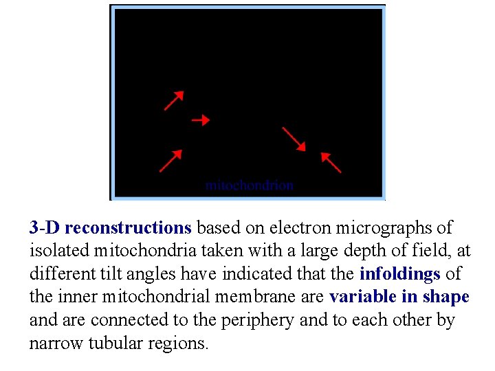 3 -D reconstructions based on electron micrographs of isolated mitochondria taken with a large