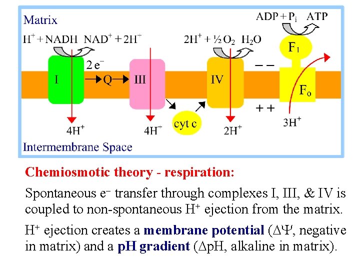 Chemiosmotic theory - respiration: Spontaneous e- transfer through complexes I, III, & IV is