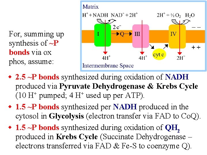 For, summing up synthesis of ~P bonds via ox phos, assume: w 2. 5