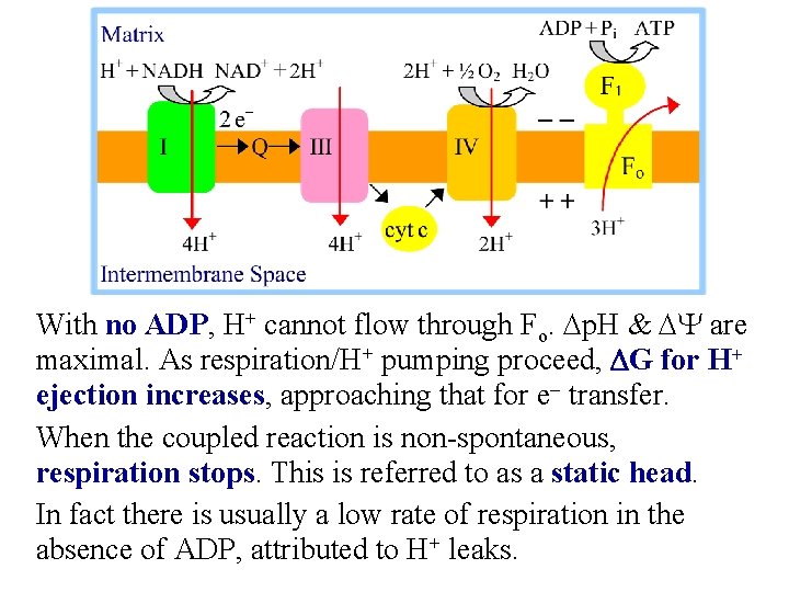 With no ADP, H+ cannot flow through Fo. Dp. H & DY are maximal.
