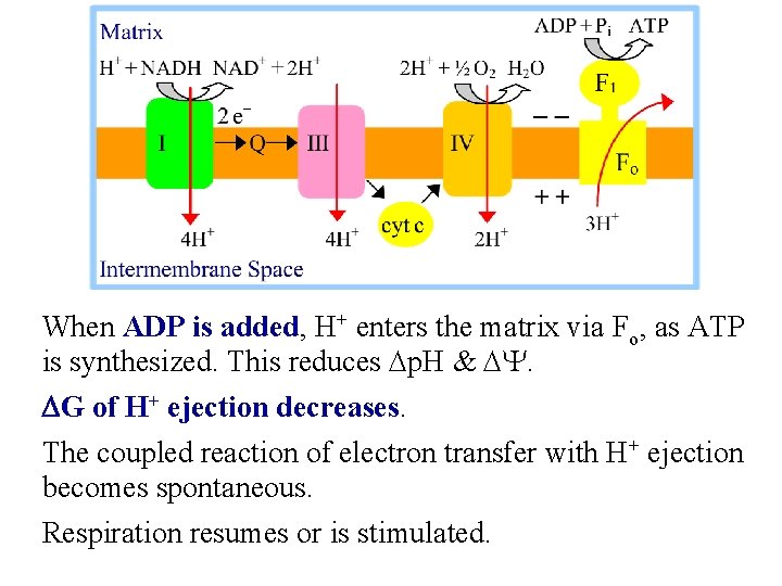 When ADP is added, H+ enters the matrix via Fo, as ATP is synthesized.