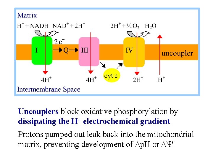 Uncouplers block oxidative phosphorylation by dissipating the H+ electrochemical gradient. Protons pumped out leak