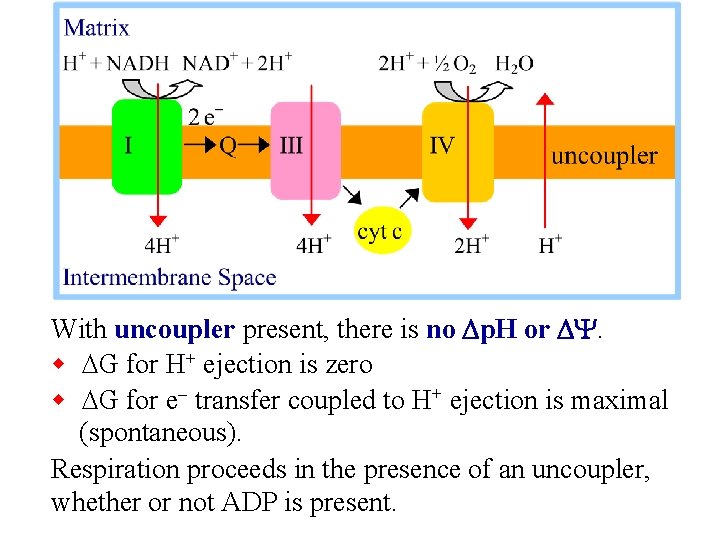 With uncoupler present, there is no Dp. H or DY. w DG for H+