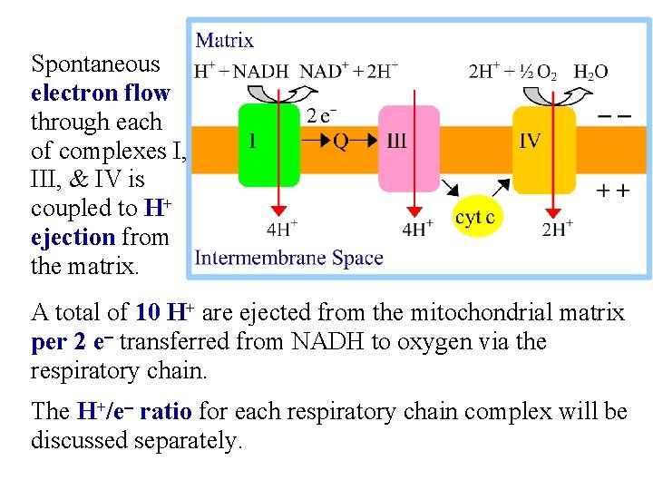 Spontaneous electron flow through each of complexes I, III, & IV is coupled to
