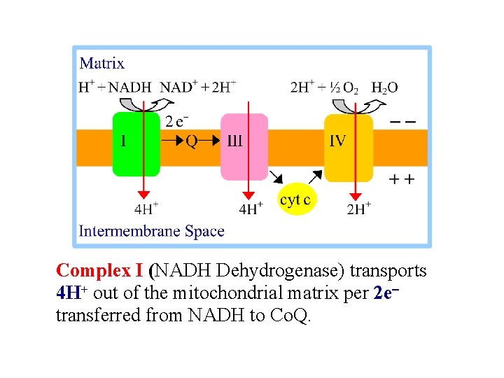 Complex I (NADH Dehydrogenase) transports 4 H+ out of the mitochondrial matrix per 2