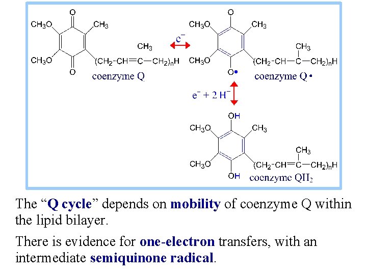 The “Q cycle” depends on mobility of coenzyme Q within the lipid bilayer. There