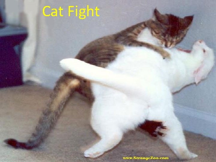 Cat Fight 