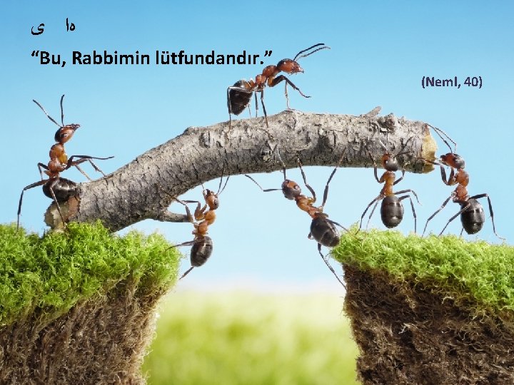  ﻩﺍ ﻯ “Bu, Rabbimin lütfundandır. ” (Neml, 40) 