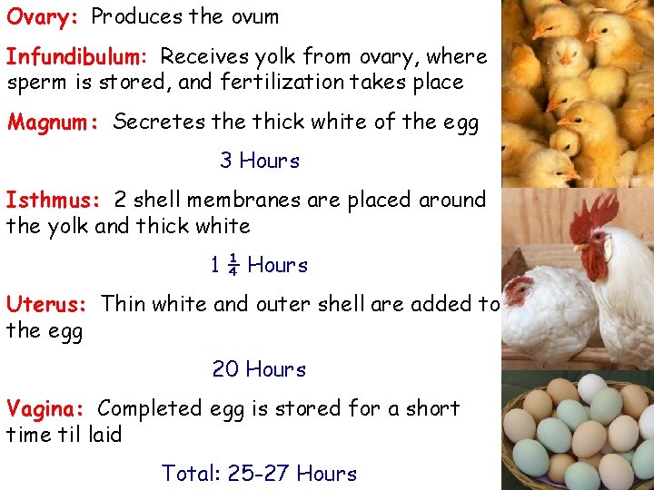 Ovary: Produces the ovum Infundibulum: Receives yolk from ovary, where sperm is stored, and