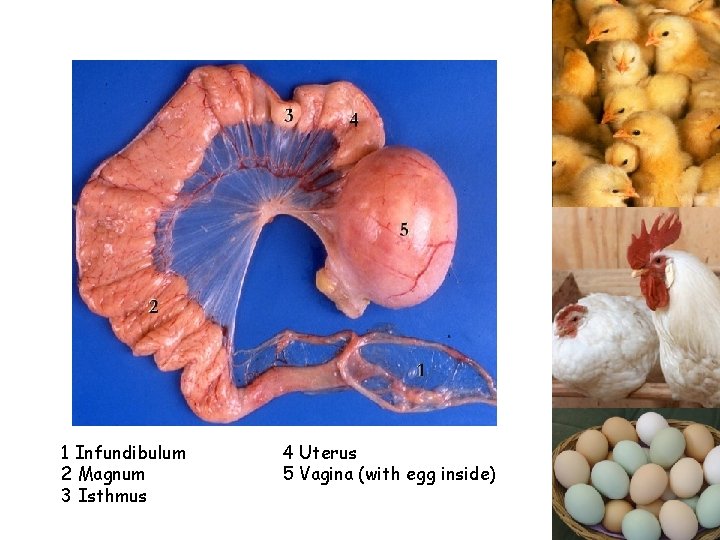 1 Infundibulum 2 Magnum 3 Isthmus 4 Uterus 5 Vagina (with egg inside) 