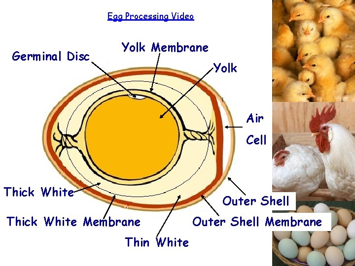 Egg Processing Video Germinal Disc Yolk Membrane Yolk Air Cell Thick White Outer Shell