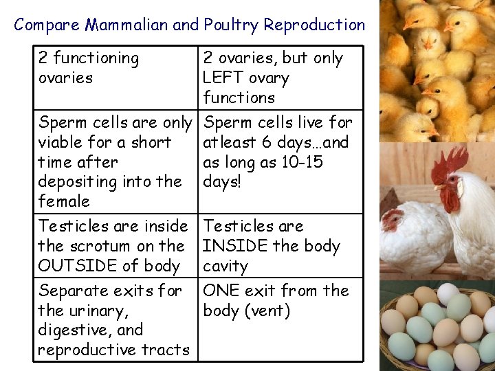 Compare Mammalian and Poultry Reproduction 2 functioning ovaries 2 ovaries, but only LEFT ovary