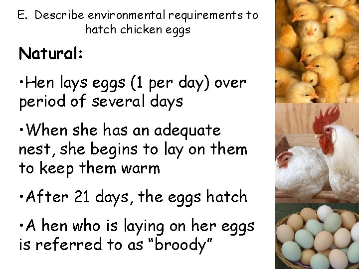 E. Describe environmental requirements to hatch chicken eggs Natural: • Hen lays eggs (1