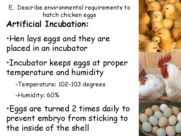 E. Describe environmental requirements to hatch chicken eggs Artificial Incubation: • Hen lays eggs