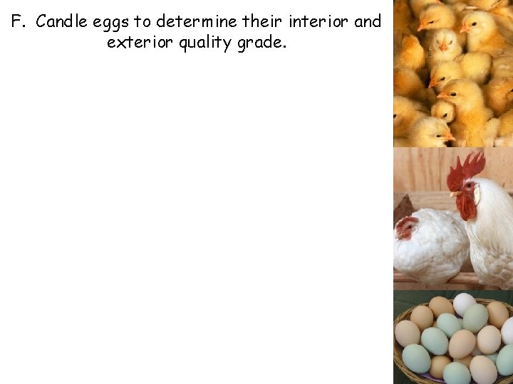 F. Candle eggs to determine their interior and exterior quality grade. 