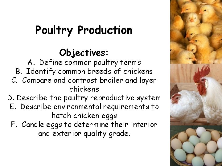 Poultry Production Objectives: A. Define common poultry terms B. Identify common breeds of chickens