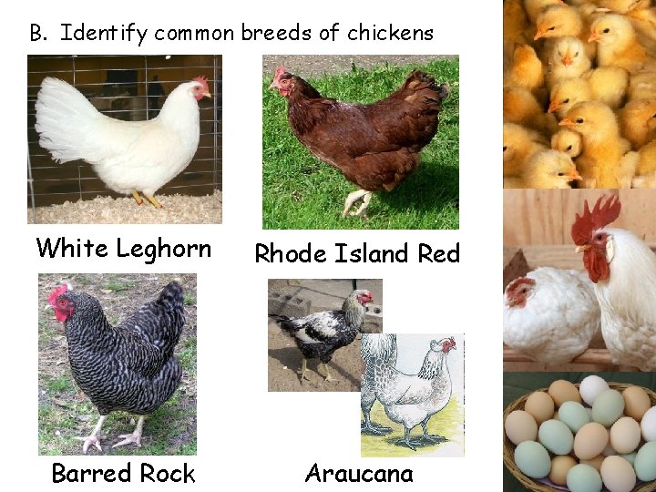 B. Identify common breeds of chickens White Leghorn Rhode Island Red Barred Rock Araucana