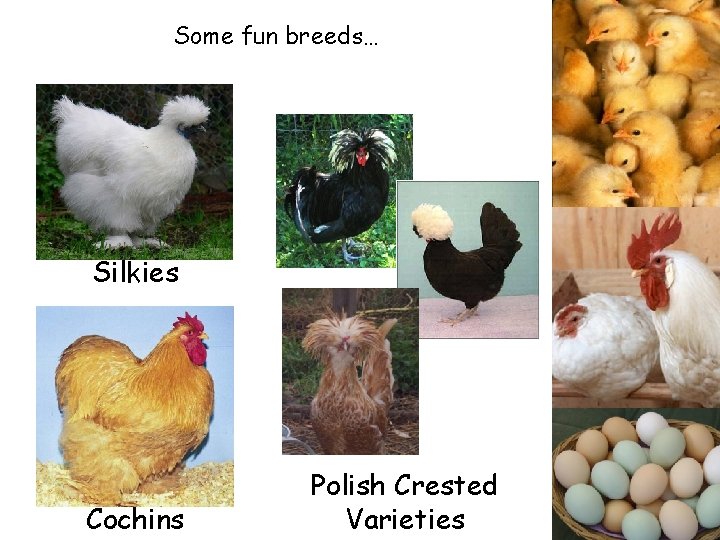 Some fun breeds… Silkies Cochins Polish Crested Varieties 