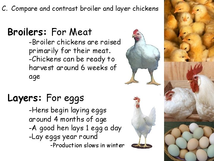 C. Compare and contrast broiler and layer chickens Broilers: For Meat -Broiler chickens are