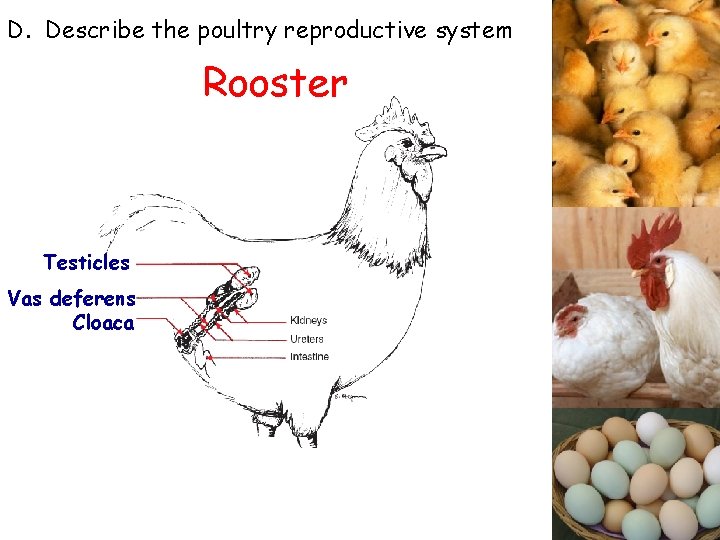 D. Describe the poultry reproductive system Rooster Testicles Vas deferens Cloaca 