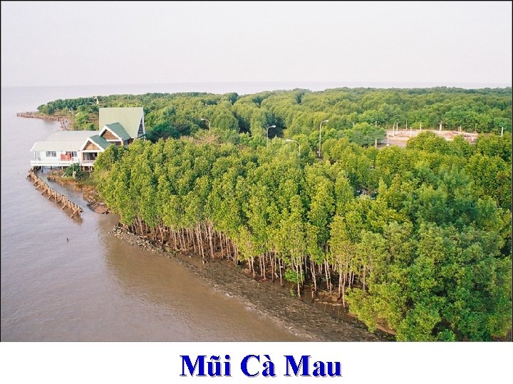 Mũi Cà Mau 