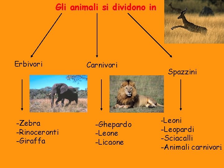 Gli animali si dividono in Erbivori -Zebra -Rinoceronti -Giraffa Carnivori -Ghepardo -Leone -Licaone Spazzini