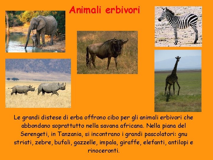 Animali erbivori Le grandi distese di erba offrono cibo per gli animali erbivori che