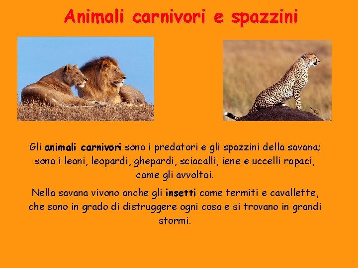 Animali carnivori e spazzini Gli animali carnivori sono i predatori e gli spazzini della