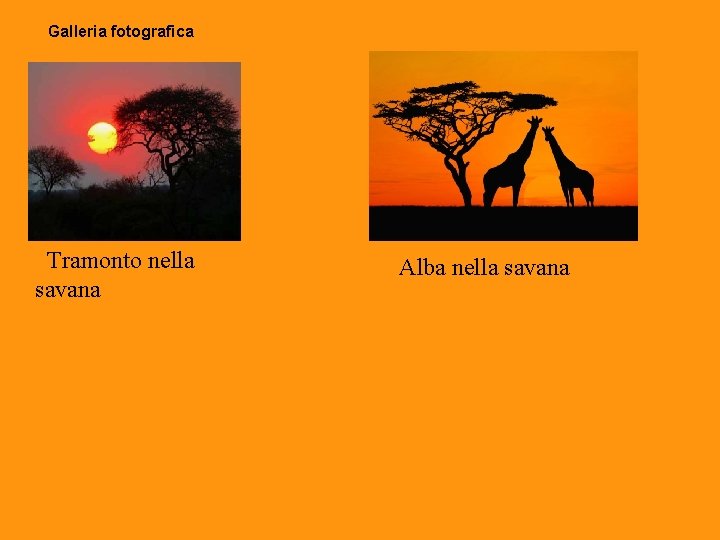 Galleria fotografica Tramonto nella savana Alba nella savana 