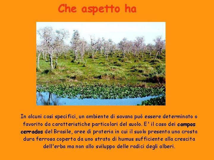 Che aspetto ha In alcuni casi specifici, un ambiente di savana può essere determinato