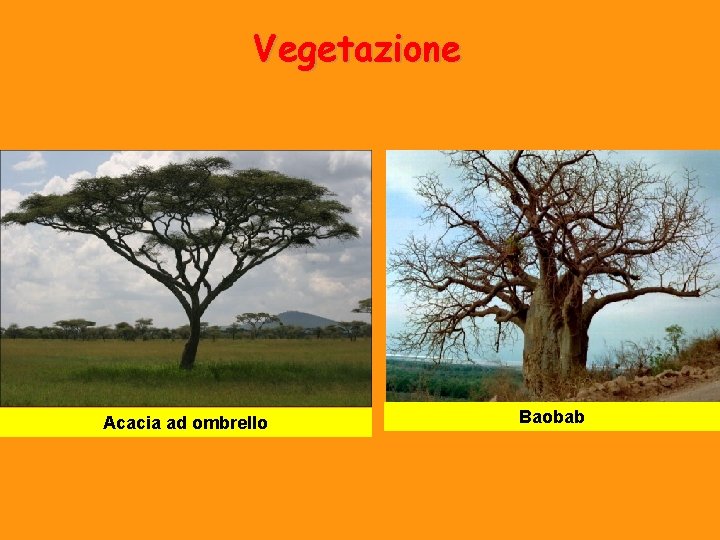 Vegetazione Acacia ad ombrello Baobab 