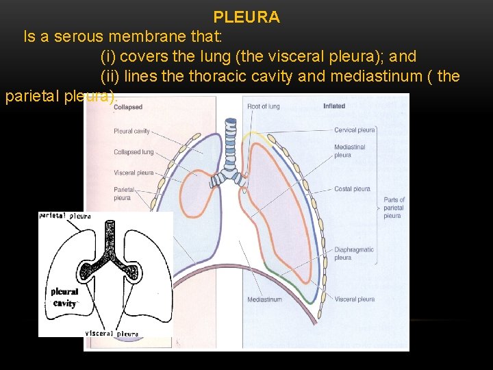 PLEURA Is a serous membrane that: (i) covers the lung (the visceral pleura); and