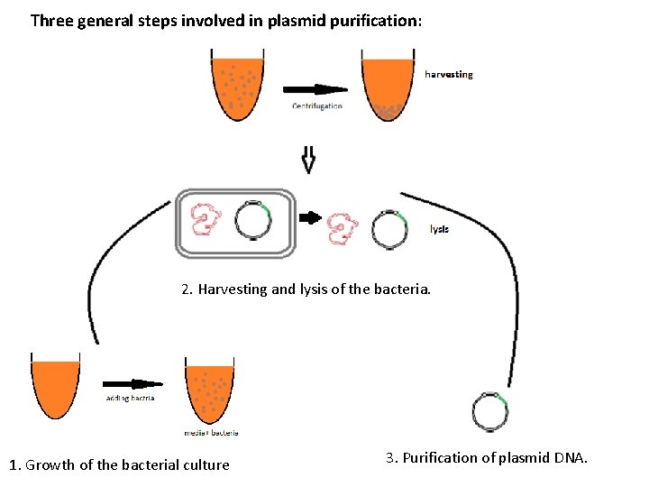 Three general steps involved in plasmid purification: 2. Harvesting and lysis of the bacteria.