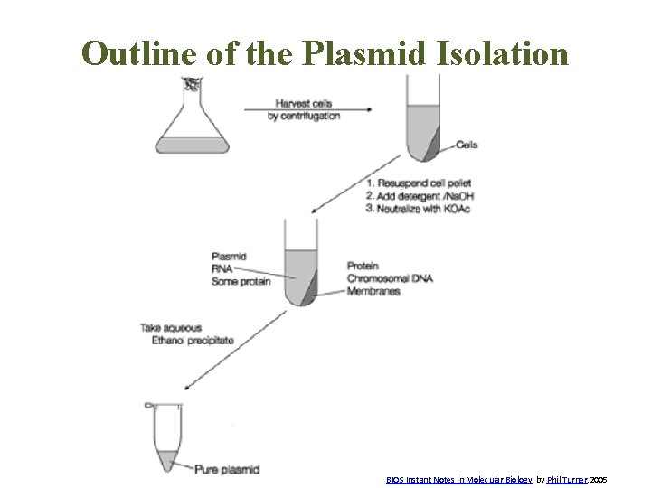 Outline of the Plasmid Isolation BIOS Instant Notes in Molecular Biology by Phil Turner,