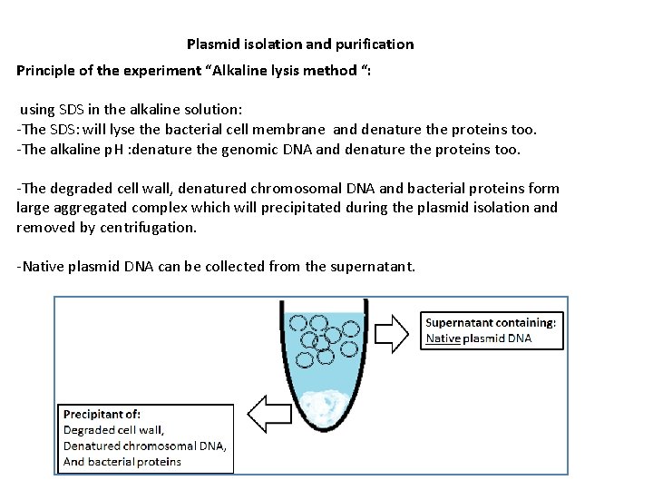 Plasmid isolation and purification Principle of the experiment “Alkaline lysis method “: using SDS