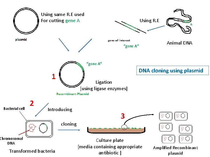 Using same R. E used For cutting gene A Using R. E Animal DNA