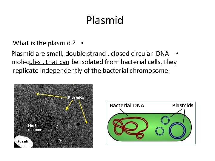 Plasmid What is the plasmid ? • Plasmid are small, double strand , closed