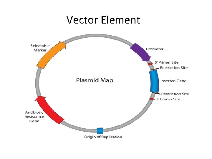 Vector Element 