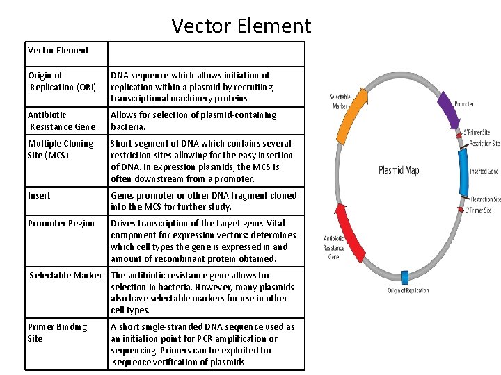 Vector Element Origin of Replication (ORI) DNA sequence which allows initiation of replication within