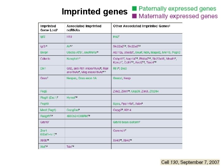 Imprinted genes 