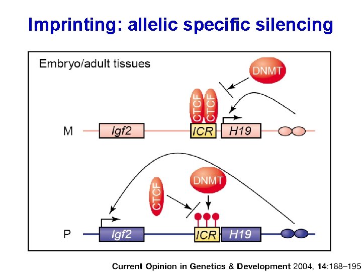 Imprinting: allelic specific silencing 
