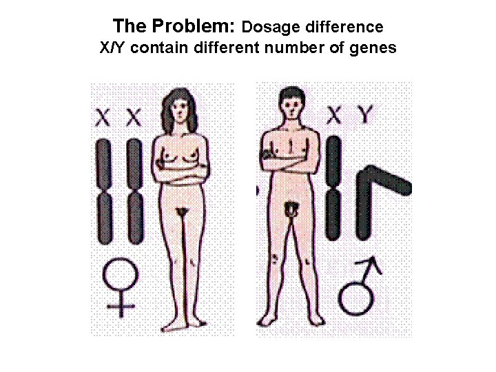 The Problem: Dosage difference X/Y contain different number of genes 