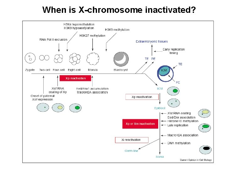 When is X-chromosome inactivated? 