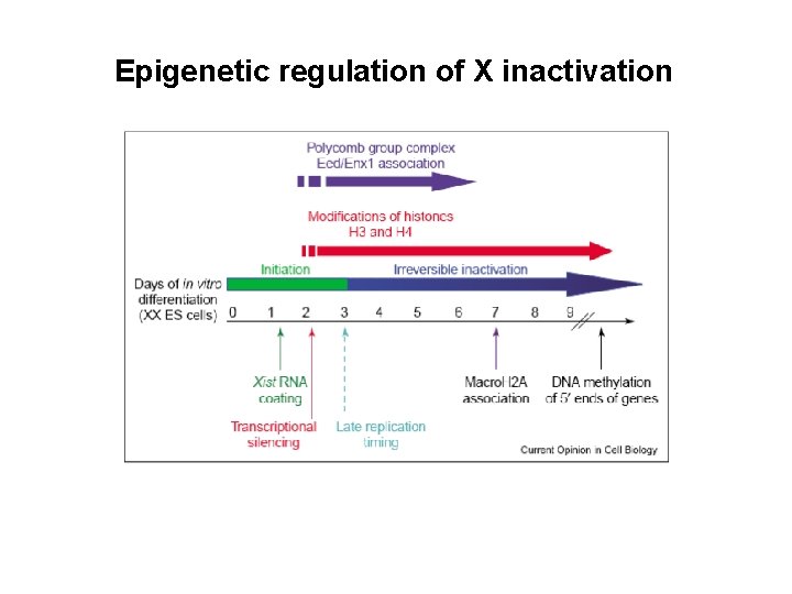 Epigenetic regulation of X inactivation 