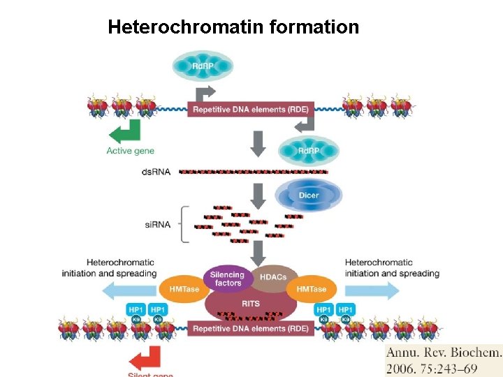 Heterochromatin formation 