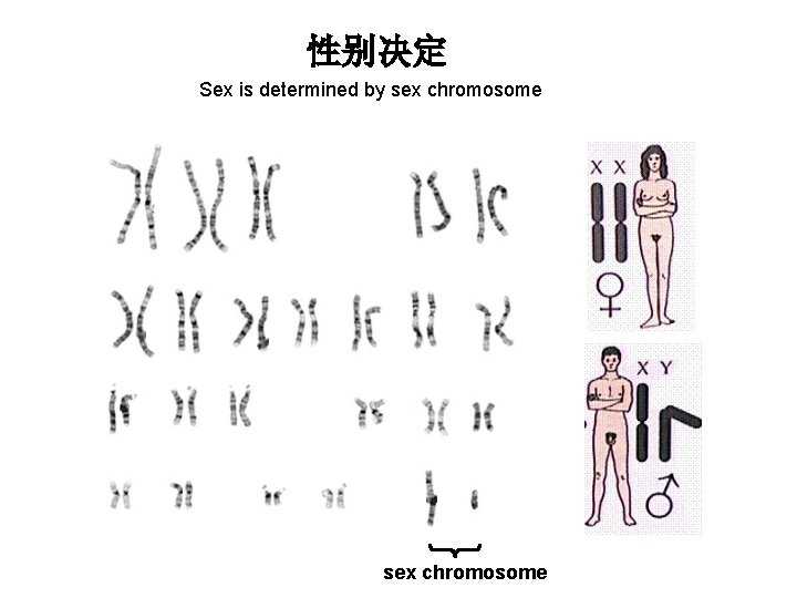 性别决定 Sex is determined by sex chromosome 